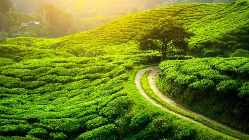Best Tea Garden Experiences in Darjeeling
